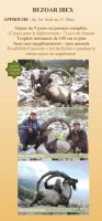 FLYER CHASSE EN TURQUIE Sarrebourg 3