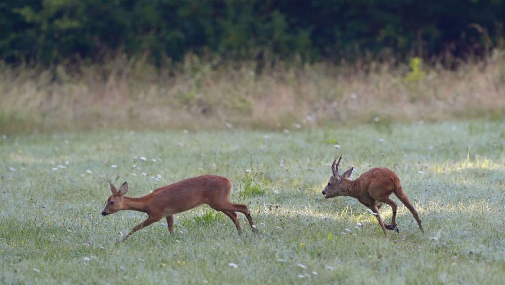 Brocard en rut chez Natura Vallée à Schirmeck dans le Bas-Rhin Lingolsheim