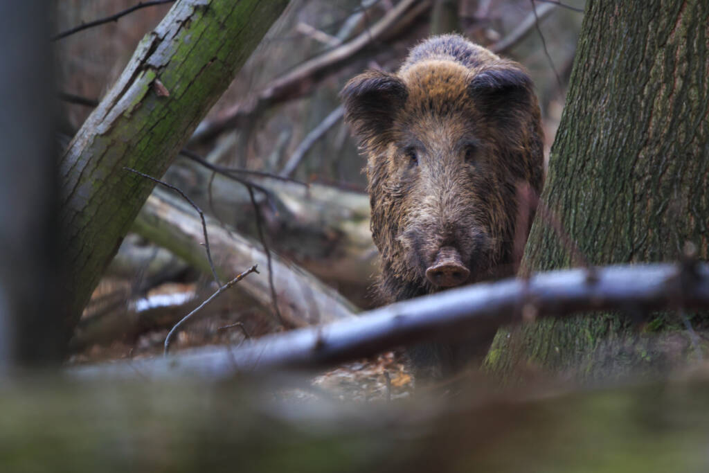 Chasse aux sangliers Ostwald