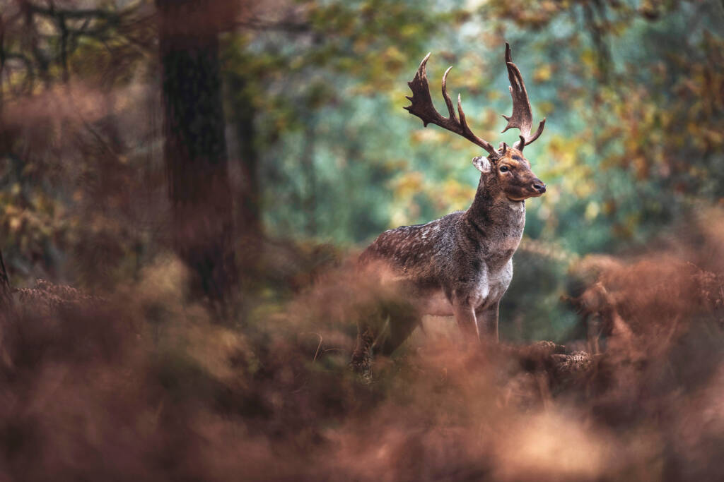 Chasse aux cerfs Strasbourg